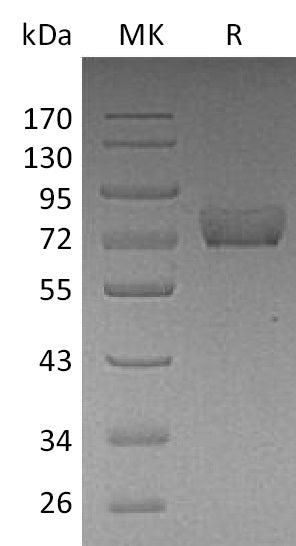 BL-1651NP: Greater than 95% as determined by reducing SDS-PAGE. (QC verified)