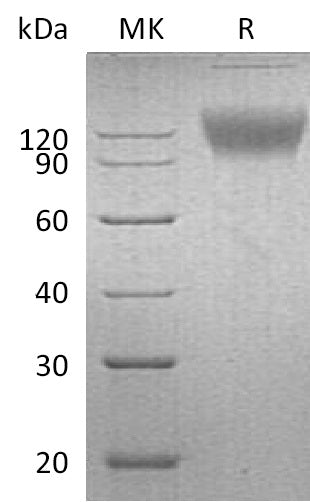 BL-0232NP: Greater than 95% as determined by reducing SDS-PAGE. (QC verified)Recombinant Mouse SIRPA Protein (C-Fc)