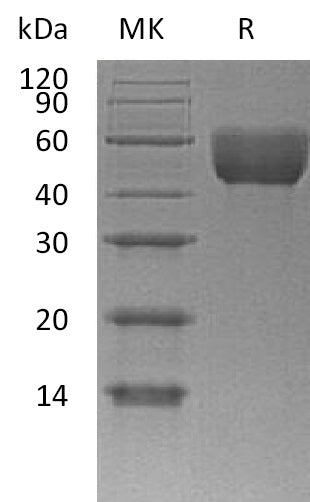 BL-1090NP: Greater than 90% as determined by reducing SDS-PAGE. (QC verified)Recombinant Mouse CD147 Protein (C-6His)