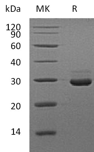 BL-1636NP: Greater than 95% as determined by reducing SDS-PAGE. (QC verified)