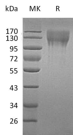 BL-1087NP: Greater than 95% as determined by reducing SDS-PAGE. (QC verified)