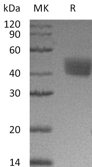BL-1084NP: Greater than 95% as determined by reducing SDS-PAGE. (QC verified)Recombinant Mouse Mesothelin Protein (C-6His)