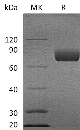 BL-0167NP: Greater than 95% as determined by reducing SDS-PAGE. (QC verified)Recombinant Cynomolgus B7-1 Protein (C-Fc)