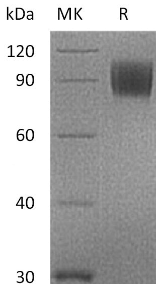 BL-0168NP: Greater than 95% as determined by reducing SDS-PAGE. (QC verified)Recombinant Cynomolgus B7-2 Protein (C-Fc)