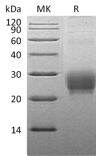 BL-2543NP: Greater than 95% as determined by reducing SDS-PAGE. (QC verified)