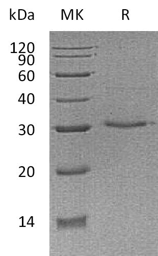 BL-1089NP: Greater than 95% as determined by reducing SDS-PAGE. (QC verified)