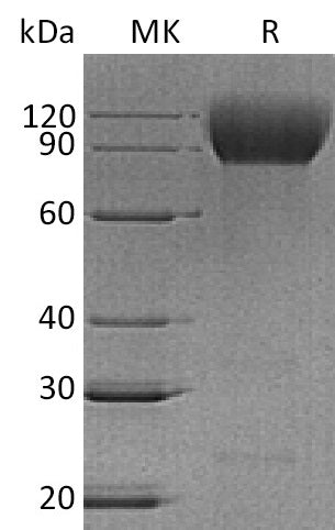 BL-1944NP: Greater than 95% as determined by reducing SDS-PAGE. (QC verified)