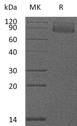 BL-1952NP: Greater than 95% as determined by reducing SDS-PAGE. (QC verified)