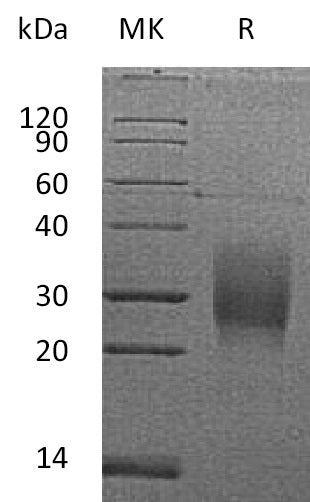 BL-1951NP: Greater than 95% as determined by reducing SDS-PAGE. (QC verified)