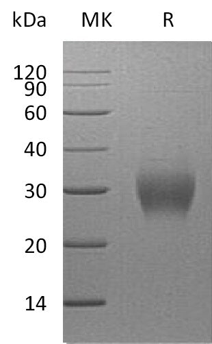 BL-2257NP: Greater than 95% as determined by reducing SDS-PAGE. (QC verified)Recombinant Human Asprosin Protein (N-8His)