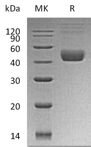 BL-1948NP: Greater than 95% as determined by reducing SDS-PAGE. (QC verified)