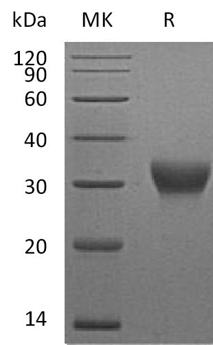 BL-1092NP: Greater than 95% as determined by reducing SDS-PAGE. (QC verified)