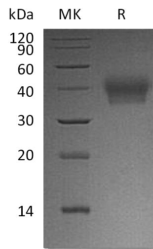 BL-1093NP: Greater than 95% as determined by reducing SDS-PAGE. (QC verified)Recombinant Human BTN2A1 Protein (C-6His)