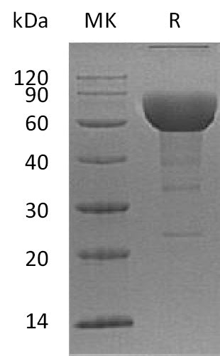 BL-0170NP: Greater than 90% as determined by reducing SDS-PAGE. (QC verified)Recombinant Human SLAMF6 Protein (C-Fc)