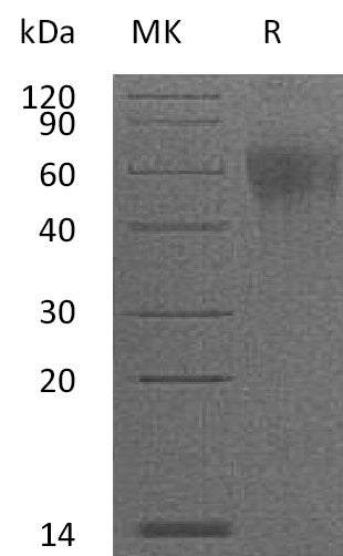 BL-1095NP: Greater than 95% as determined by reducing SDS-PAGE. (QC verified)