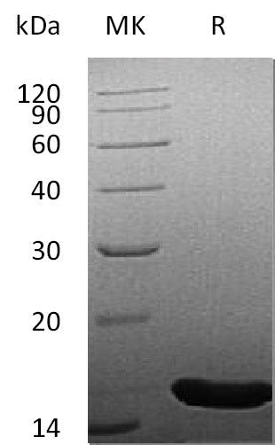 BL-1723NP: Greater than 95% as determined by reducing SDS-PAGE. (QC verified)Recombinant Human FGF-4 Protein (153AA)