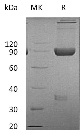 BL-0212NP: Greater than 95% as determined by reducing SDS-PAGE. (QC verified)Recombinant Cynomolgus LAG-3  Protein (C-Fc)