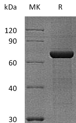 BL-1953NP: Greater than 95% as determined by reducing SDS-PAGE. (QC verified)Recombinant Human SEMA3A Protein (N-6His-Flag)