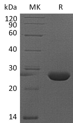 BL-2891NP: Greater than 95% as determined by reducing SDS-PAGE. (QC verified)Recombinant Mouse FGF-9 Protein (N-6His)