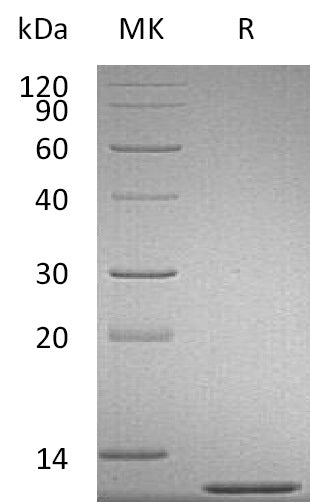 BL-1954NP: Greater than 95% as determined by reducing SDS-PAGE. (QC verified)