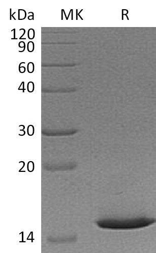 BL-1096NP: Greater than 95% as determined by reducing SDS-PAGE. (QC verified)