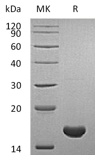 BL-2083NP: Greater than 95% as determined by reducing SDS-PAGE. (QC verified)