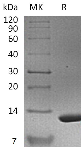 BL-1103NP: Greater than 95% as determined by reducing SDS-PAGE. (QC verified)