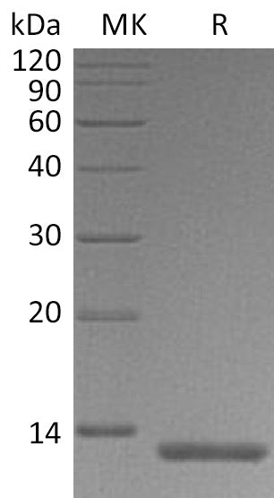 BL-1101NP: Greater than 95% as determined by reducing SDS-PAGE. (QC verified)