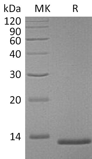 BL-1102NP: Greater than 95% as determined by reducing SDS-PAGE. (QC verified)