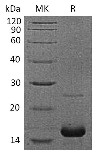 BL-1641NP: Greater than 95% as determined by reducing SDS-PAGE. (QC verified)