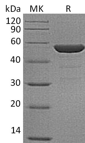 BL-1200NP: Greater than 95% as determined by reducing SDS-PAGE. (QC verified)