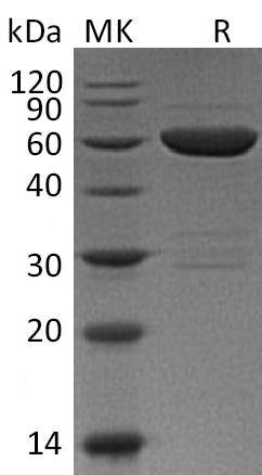BL-0274NP: Greater than 85% as determined by reducing SDS-PAGE. (QC verified)Recombinant Mouse Galectin-9 Protein (N-GST)