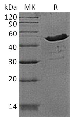 BL-1662NP: Greater than 90% as determined by reducing SDS-PAGE. (QC verified)