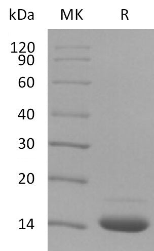 BL-1970NP: Greater than 95% as determined by reducing SDS-PAGE. (QC verified)