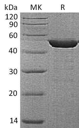 BL-1642NP: Greater than 95% as determined by reducing SDS-PAGE. (QC verified)