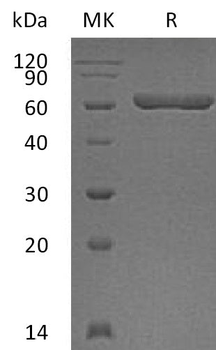 BL-2258NP: Greater than 95% as determined by reducing SDS-PAGE. (QC verified)