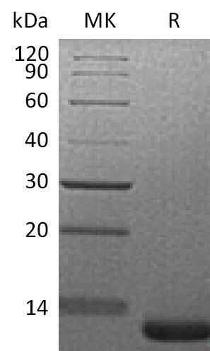 BL-1104NP: Greater than 95% as determined by reducing SDS-PAGE. (QC verified)Recombinant Mouse LR3-IGF-1 Protein (C-6His)