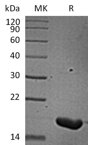 BL-2103NP: Greater than 95% as determined by reducing SDS-PAGE. (QC verified)Recombinant Human IL-36 Beta Protein (157AA)
