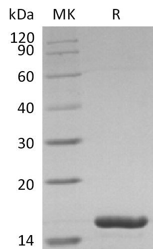 BL-2107NP: Greater than 95% as determined by reducing SDS-PAGE. (QC verified)