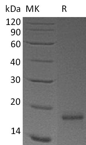 BL-2259NP: Greater than 95% as determined by reducing SDS-PAGE. (QC verified)