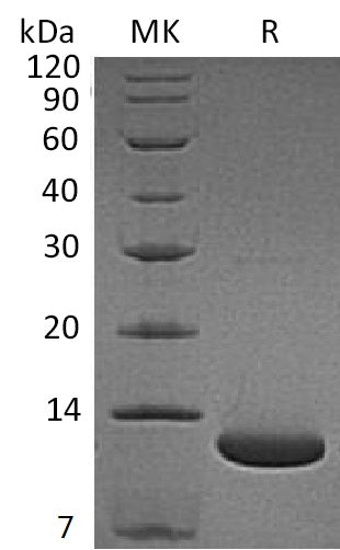 BL-1971NP: Greater than 95% as determined by reducing SDS-PAGE. (QC verified)