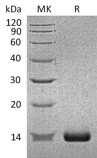 BL-1106NP: Greater than 95% as determined by reducing SDS-PAGE. (QC verified)