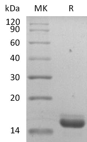 BL-2106NP: Greater than 95% as determined by reducing SDS-PAGE. (QC verified)Recombinant Human IL-36RA Protein