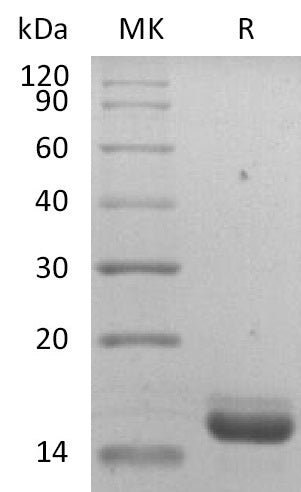 BL-2106NP: Greater than 95% as determined by reducing SDS-PAGE. (QC verified)