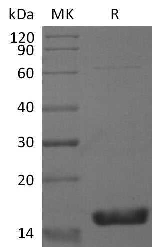 BL-2104NP: Greater than 95% as determined by reducing SDS-PAGE. (QC verified)Recombinant Mouse IL-36g Protein