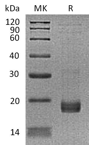 BL-1643NP: Greater than 95% as determined by reducing SDS-PAGE. (QC verified)
