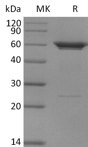 BL-2727NP: Greater than 95% as determined by reducing SDS-PAGE. (QC verified)