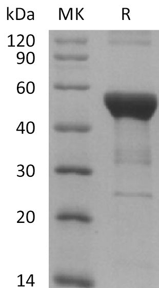 BL-2653NP: Greater than 90% as determined by reducing SDS-PAGE. (QC verified)Recombinant Human NFKB1 Protein (N-6His)