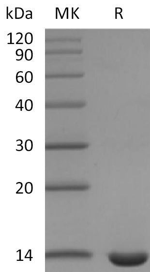 BL-2881NP: Greater than 95% as determined by reducing SDS-PAGE. (QC verified)Recombinant Mouse Leptin Protein