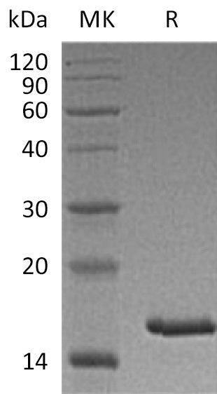 BL-2262NP: Greater than 95% as determined by reducing SDS-PAGE. (QC verified)